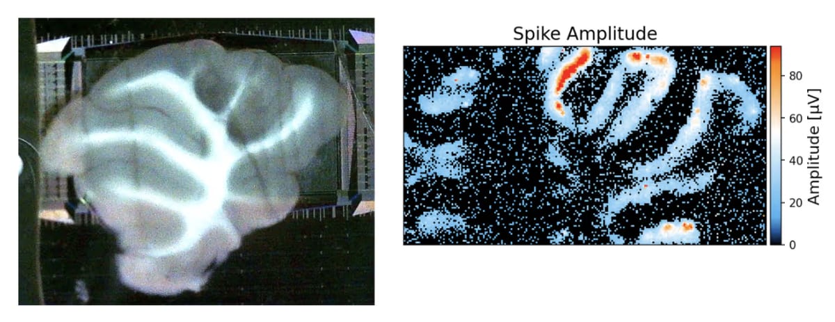 Cerebellar slice on an HD-MEA chip (left) and spike amplitude map (right)
