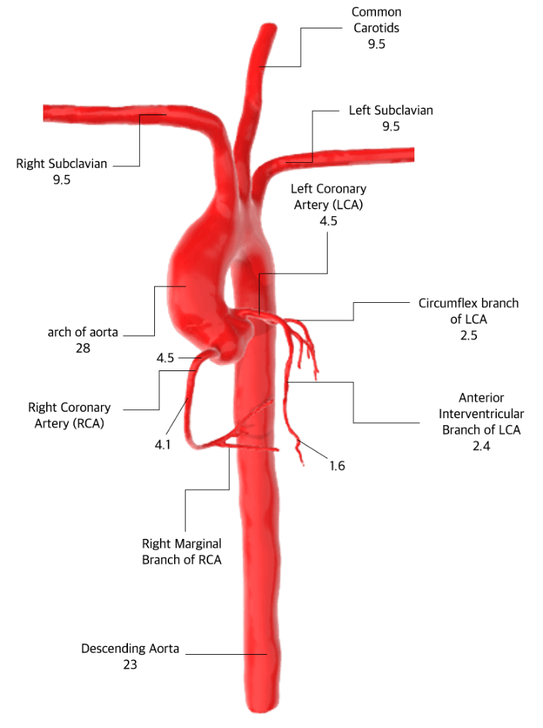 VasculiX_Cardio 심혈관 구조 다이어그램 — 대동맥궁, 관상동맥(LCA/RCA), 하행대동맥 각 부위별 직경 표기